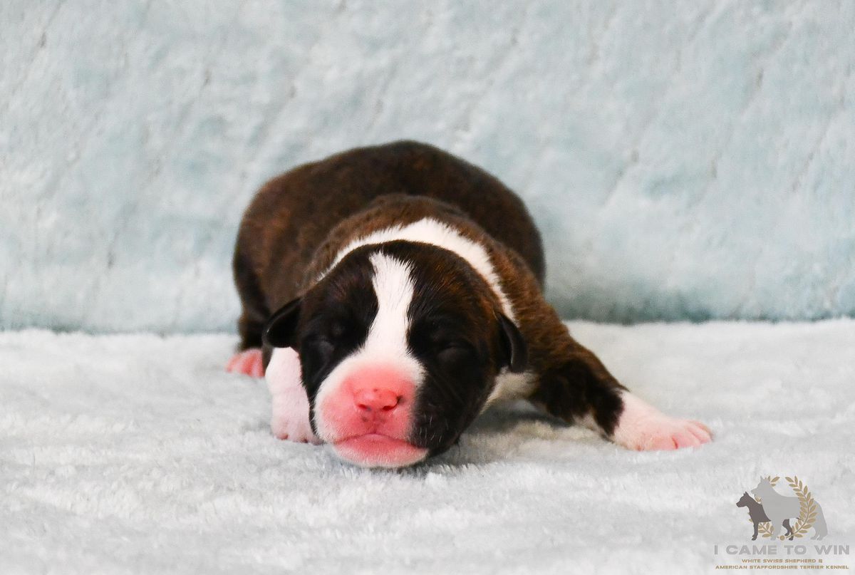 Hazarder I Came to Win | American Staffordshire Terrier 