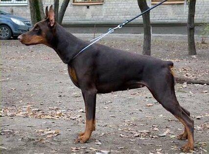 Smart Wood Hills Ezhena | Brown Doberman Pinscher