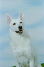 Lady of the Silver Wolfsfarm | White Swiss Shepherd Dog 