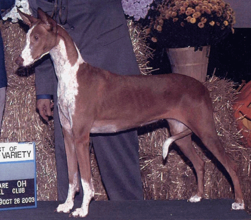 Serandida Mirage Slap-n-The Face | Ibizan Hound 