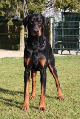 Bellino Boss v. Gebrannten Walde | Black Doberman Pinscher