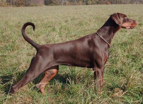 Hera v. Avenida | Brown Doberman Pinscher