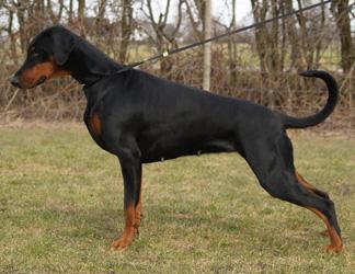 Proud Danish Belle Batailleuse | Black Doberman Pinscher