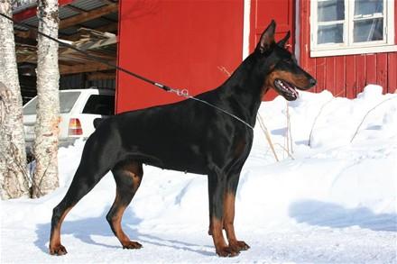 Margarita s Bolshoy Volgi | Black Doberman Pinscher