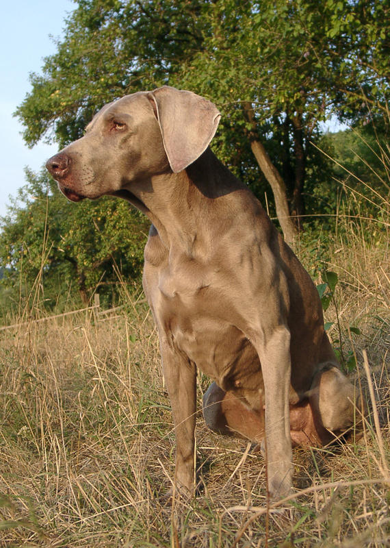 Catja vom Kohlwald | Weimaraner 