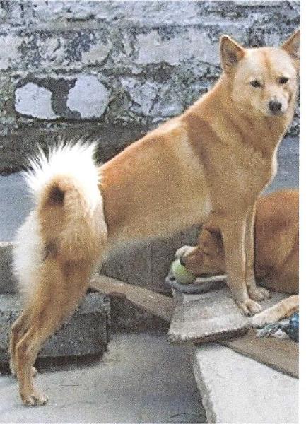 Sukunimi's DUTCH DIVA | Finnish Spitz 