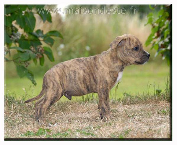 Elio de la maison d este | American Staffordshire Terrier 