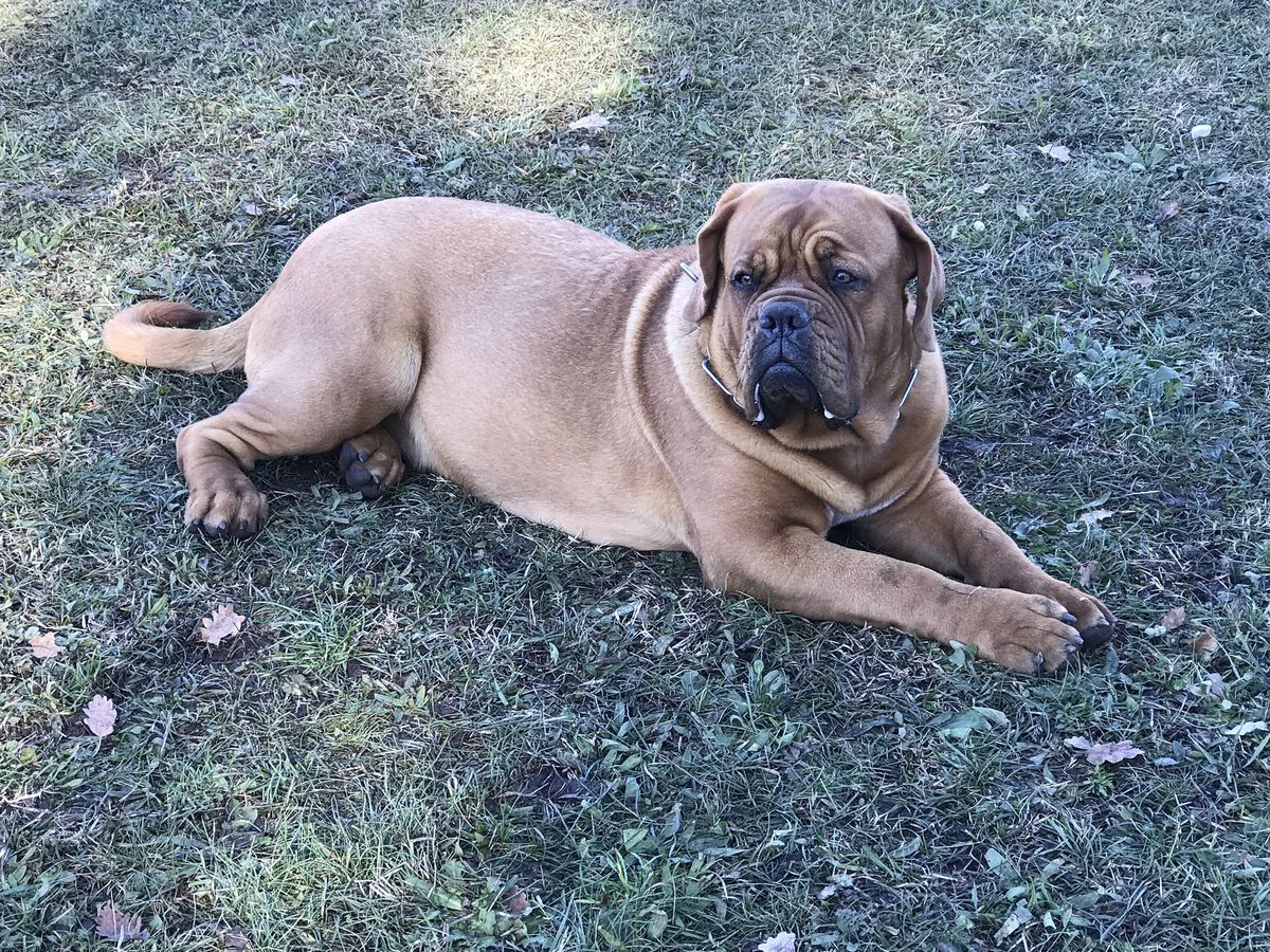 Marquise Dogue Force One | Dogue de Bordeaux 