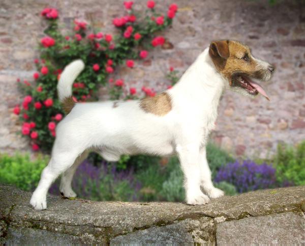 Kanix BIG BANG | Jack Russell Terrier 