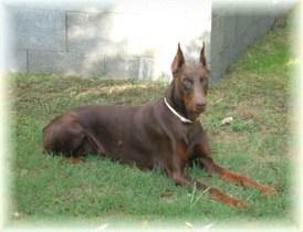 Jerry Joy King of Darkness | Brown Doberman Pinscher