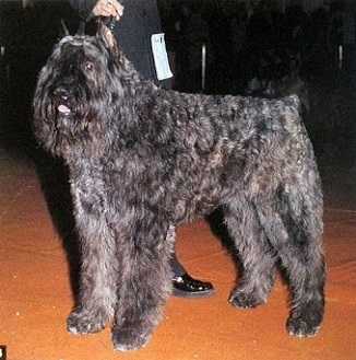 Kinsy Jones de Valldeghuesa | Bouvier des Flandres 