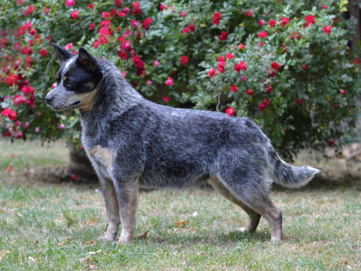 Sweet Banana Bender Joy To The World | Australian Cattle Dog 