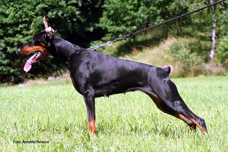 Gyalisse dei Due Intenti | Black Doberman Pinscher