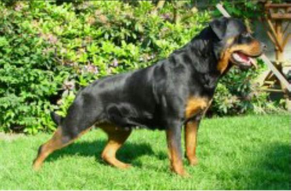 Carmen van het Falconsnest | Rottweiler 