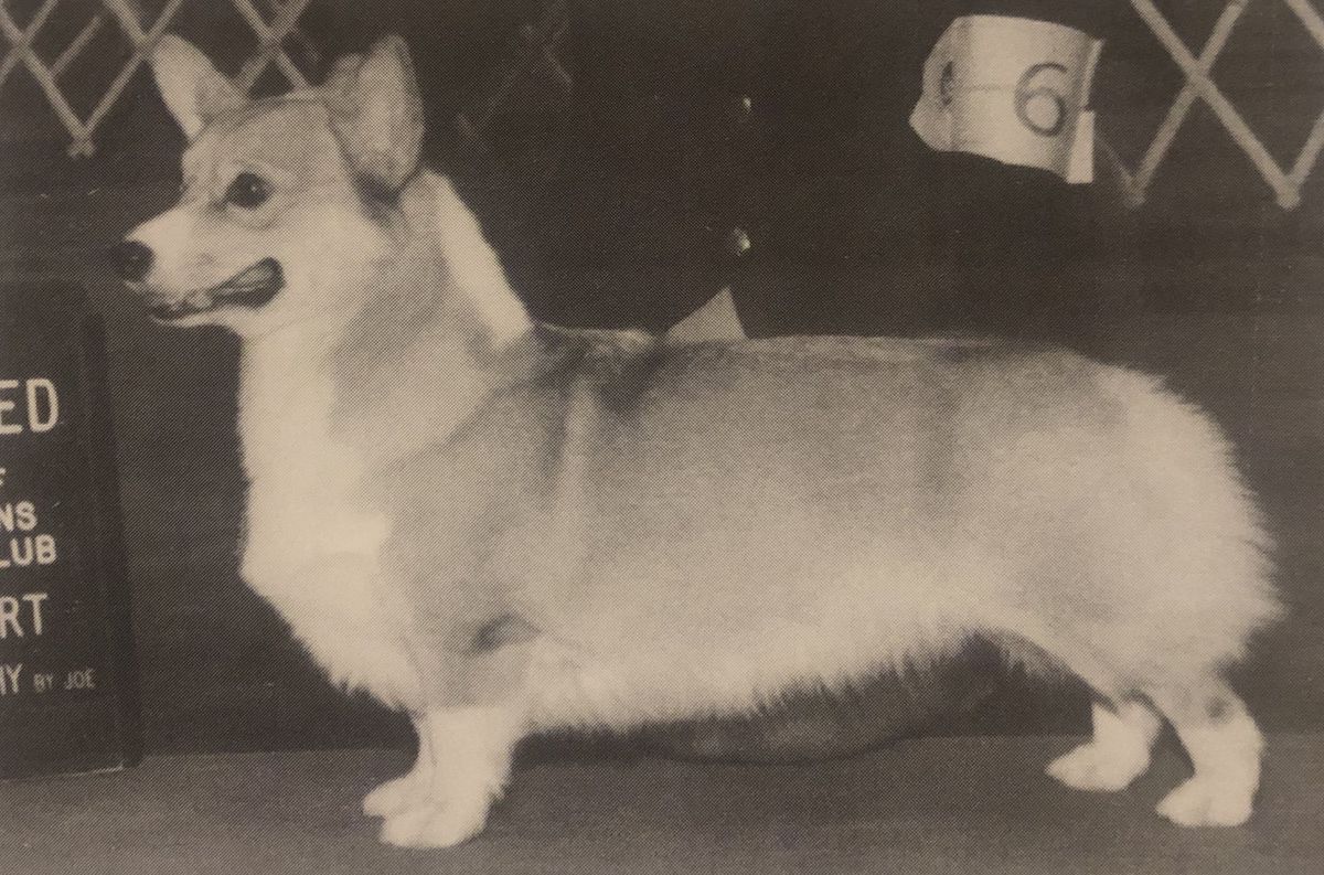 Bailiwick Deal'Em Darlin' | Pembroke Welsh Corgi 