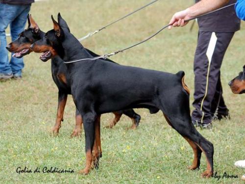 Golia di Coldicania | Black Doberman Pinscher