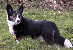 Courtly's Black Lady Annabel | Cardigan Welsh Corgi 