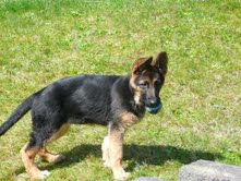 Belle Miller Vom Hornback | German Shepherd Dog 