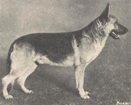 Berold von Charlottenbrink | German Shepherd Dog 