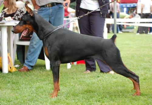 Borana di Altobello | Black Doberman Pinscher