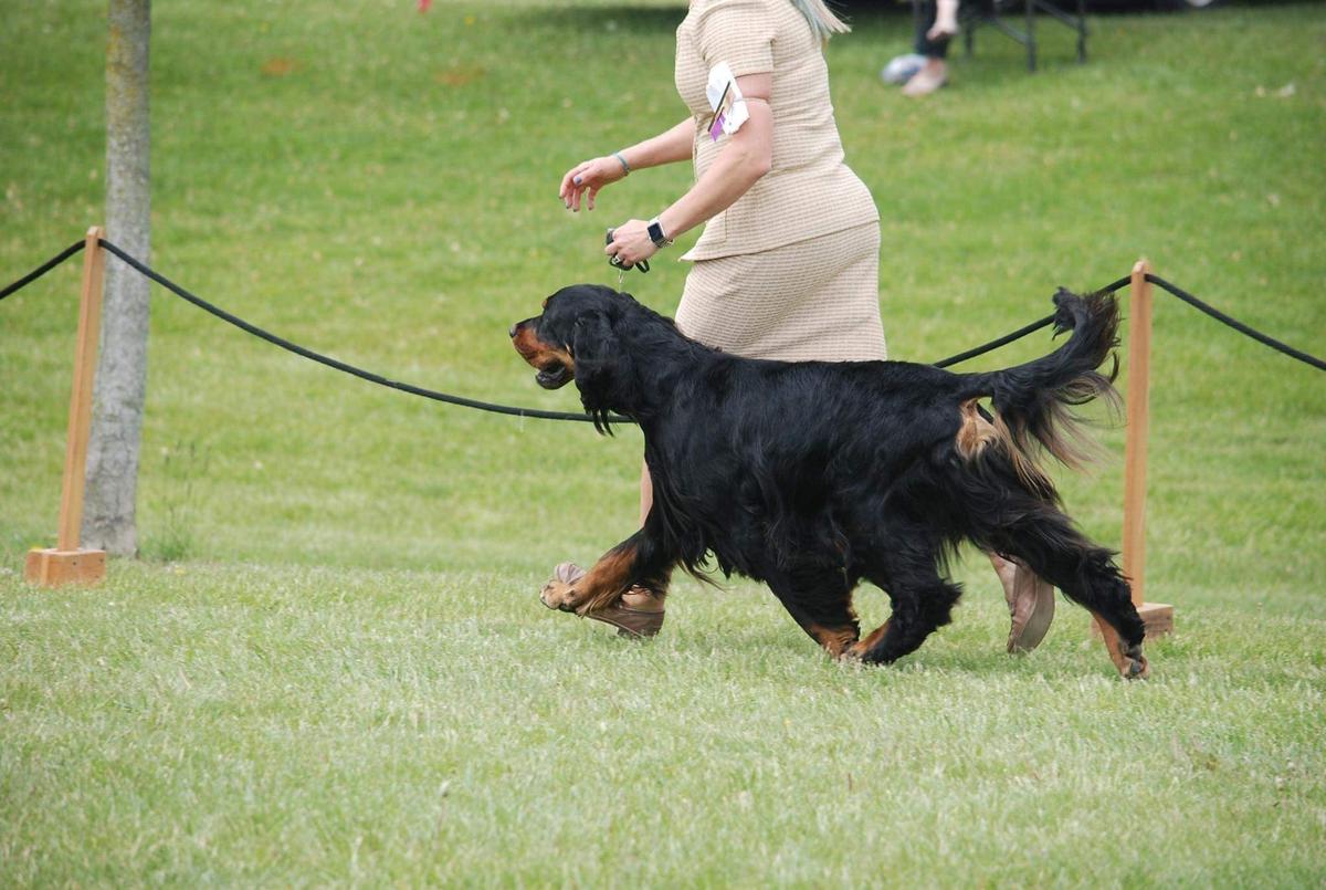 Beaconfield Bellagio Extraordinaire | Gordon Setter 