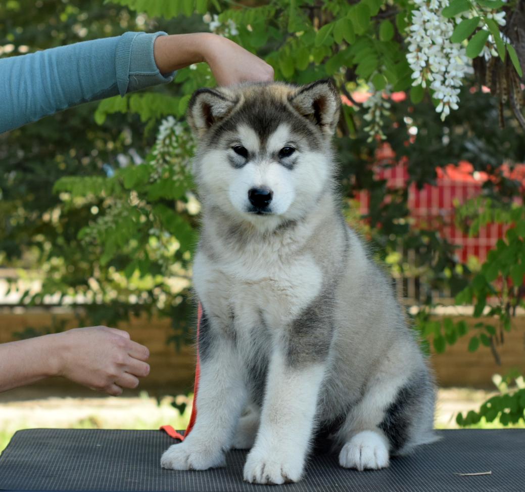 Maria Bonita del Manallay | Alaskan Malamute 