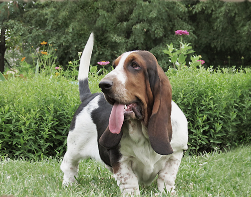 Bellezza Vera Corrida Breenbrass | Basset Hound 