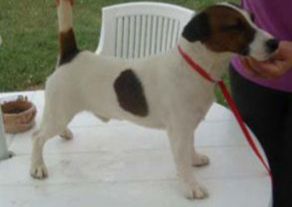 Indicatore Tabarrino Ribes | Jack Russell Terrier 