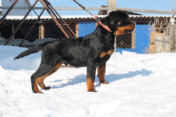 San Gordon of Sanktum | Rottweiler 