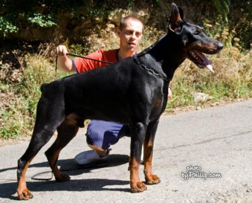 Javier Naiss Ginga House | Black Doberman Pinscher