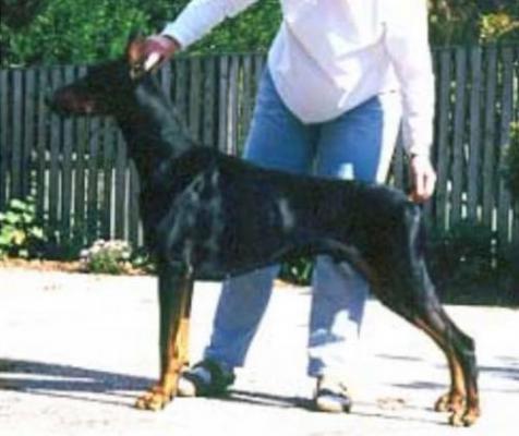 Cara's Lestat | Black Doberman Pinscher