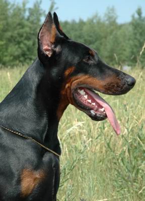 Best of King de Bella y Feliz Estrella | Black Doberman Pinscher