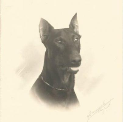 Brando (NHSB 70659) | Black Doberman Pinscher