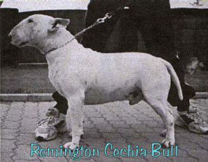 REMINGTON CECHIA-BULL | Bull Terrier 