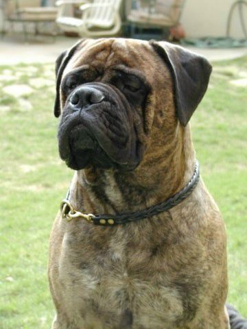 Cardea's Heavy Artillary | Bullmastiff 