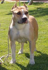 troia de cetobriga | American Staffordshire Terrier 