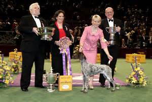 Kan-Point's VJK Autumn Roses | German Shorthaired Pointer 