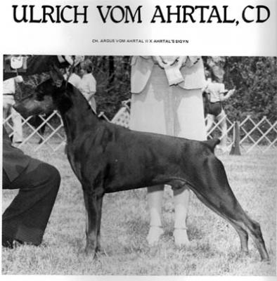 Ulrich v. Ahrtal | Black Doberman Pinscher