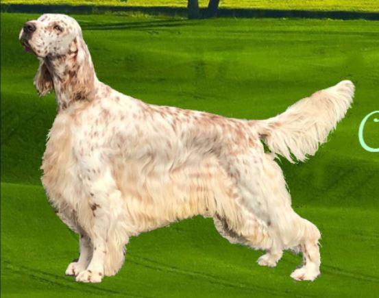 Editions Lions Tigers And Bears | English Setter 