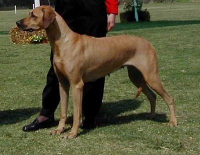 Macumazahn Pearl Jam | Rhodesian Ridgeback 