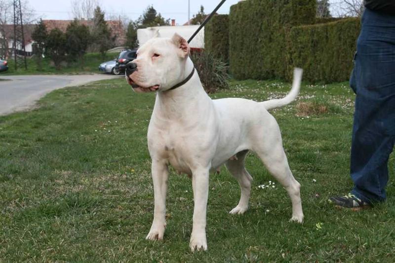 Isabela Bianco Viento | Argentine Dogo 