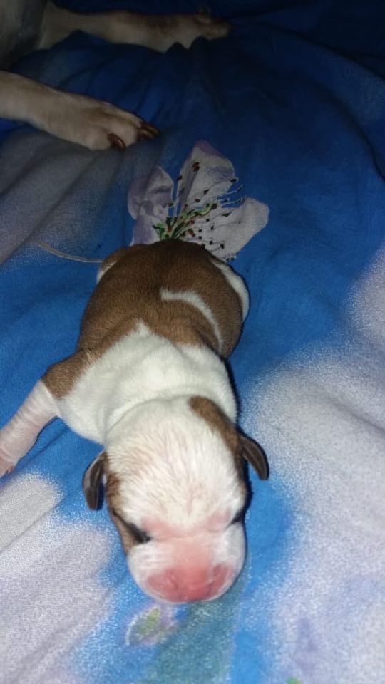 Anikord Suprim Best | American Staffordshire Terrier 