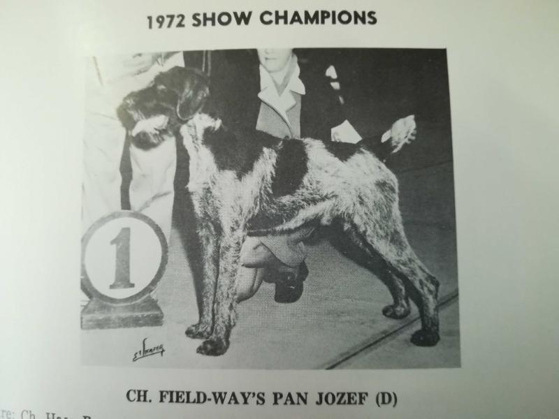 FIELD-WAY'S PAN JOZEF | German Wirehaired Pointer 