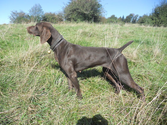 Glam de la Diane du Drouvenant | German Shorthaired Pointer 