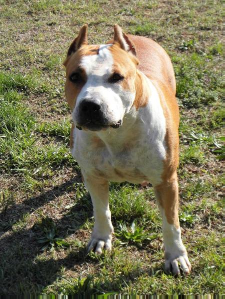 AMERICAN HISTORY X NINI | American Staffordshire Terrier 