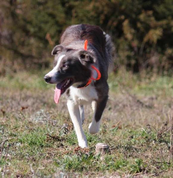 Everest von der Weizenfelder | Border Collie 