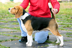 Barstail Attraction | Beagle 