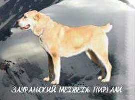 Zauralskiy Medved Pirgali | Central Asian Shepherd Dog 
