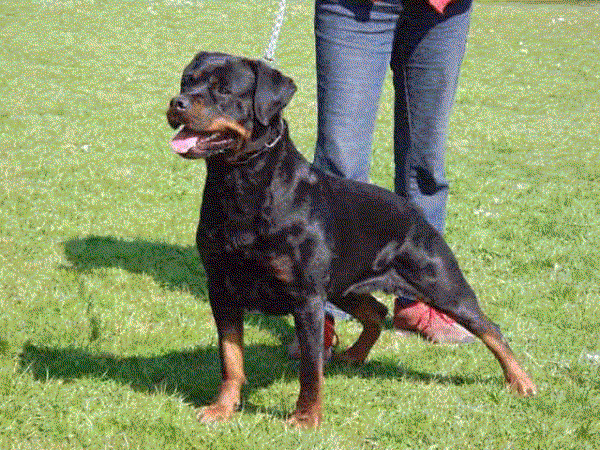 Timberly vom Wolfert Turm | Rottweiler 