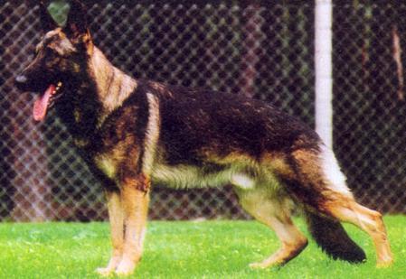 Ignaz vom Kosakenwald | German Shepherd Dog 